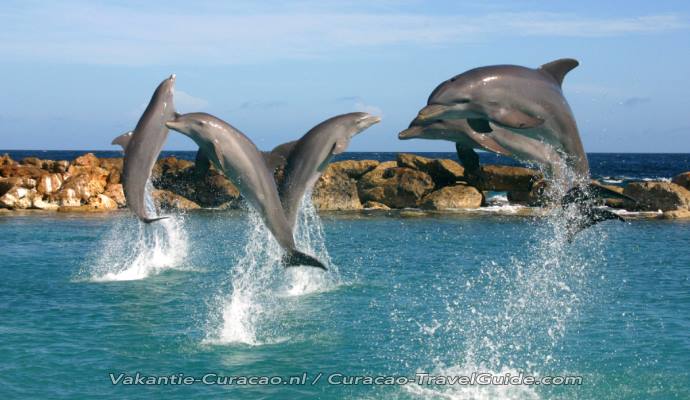 woonadres ego donker Curacao - Zwemmen met Dolfijnen